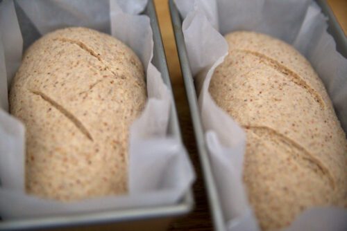 sourdough bread loaf dough in bread pans 