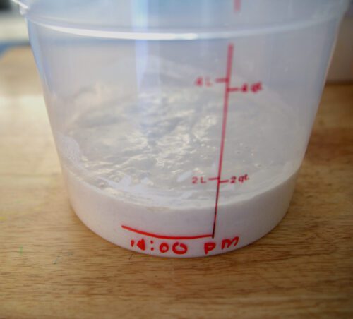 doubled in size sourdough starter 