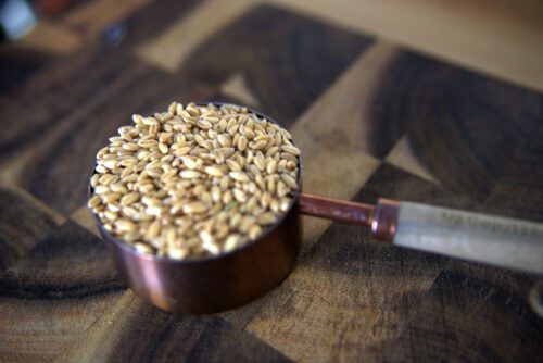 organic wheat berries in measuring cup 