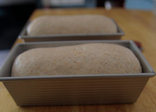 proofed sourdough in loaf pans